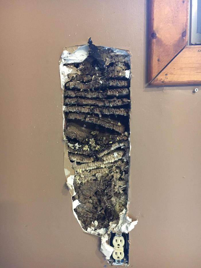 NRG Exterminating - Mount Nebo, WV