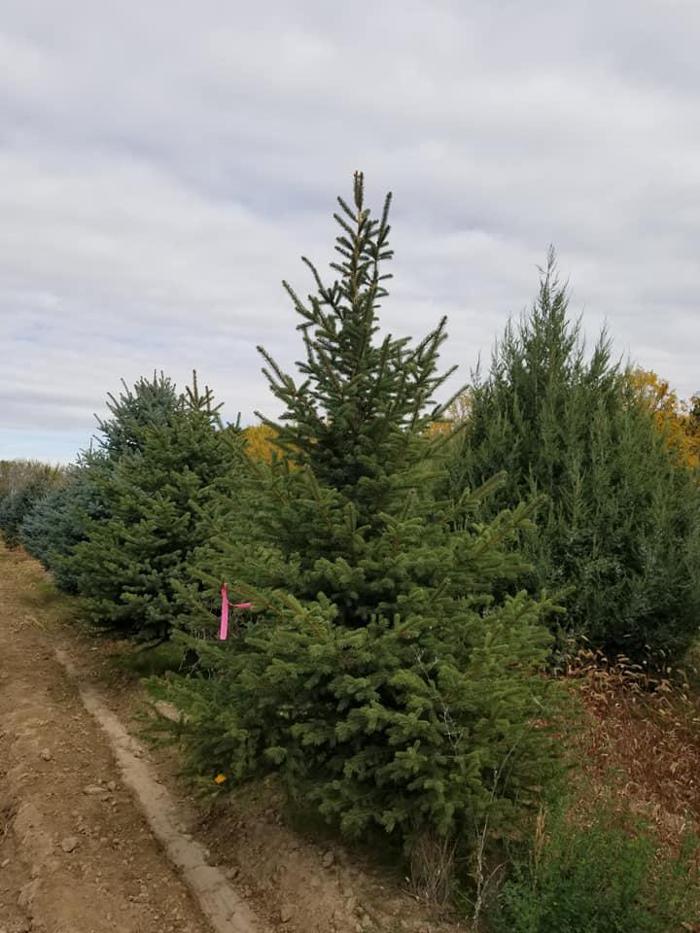 Melad Tree Farm - Nampa, ID