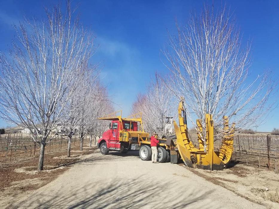 Melad Tree Farm - Nampa, ID