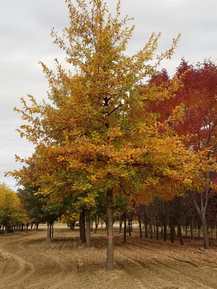 Melad Tree Farm - Nampa, ID