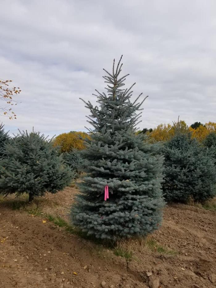 Melad Tree Farm - Nampa, ID