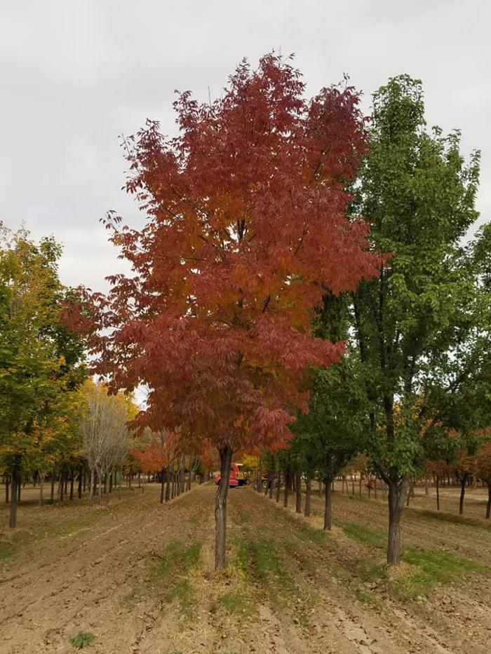 Melad Tree Farm - Nampa, ID