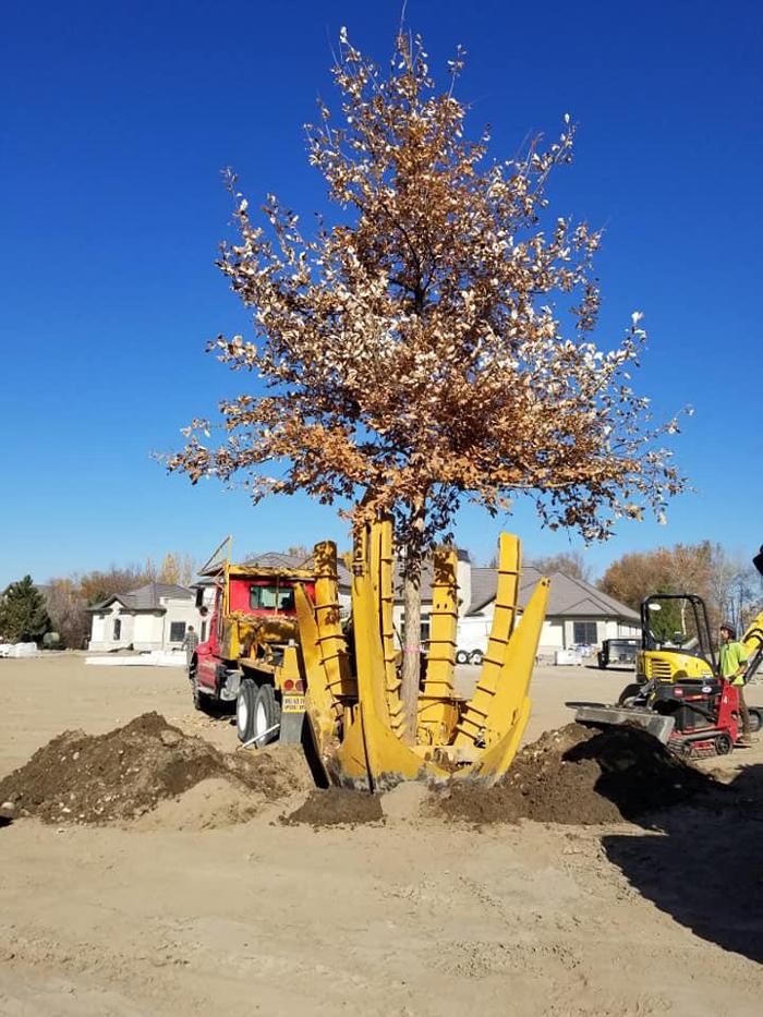 Melad Tree Farm - Nampa, ID