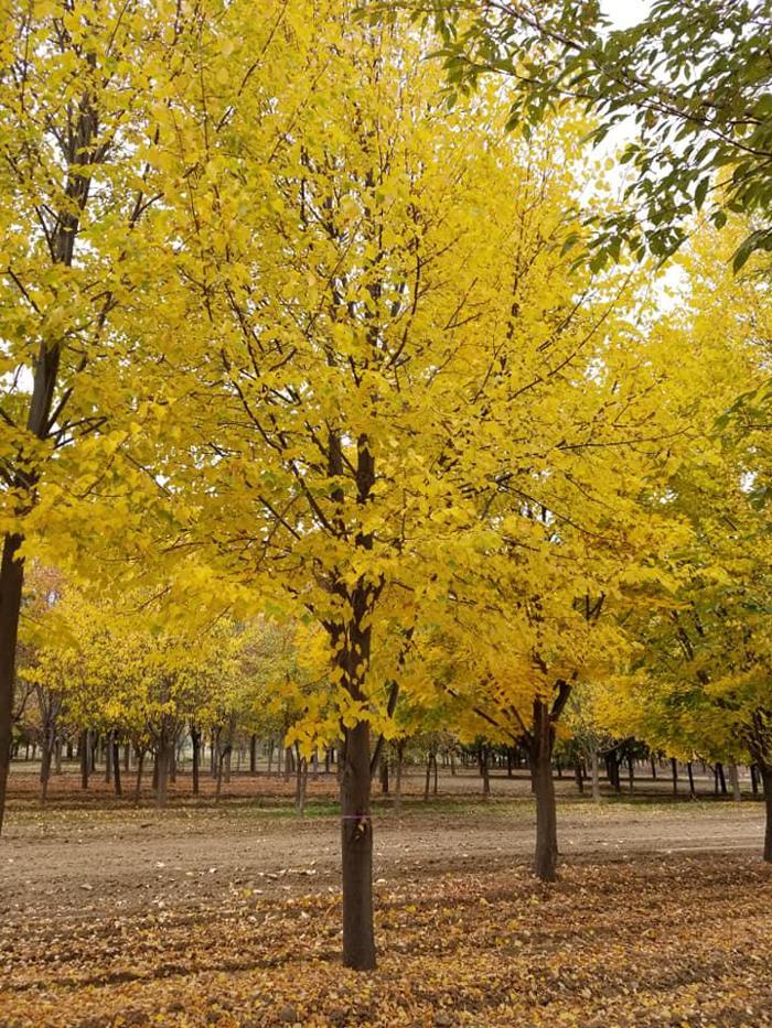Melad Tree Farm - Nampa, ID