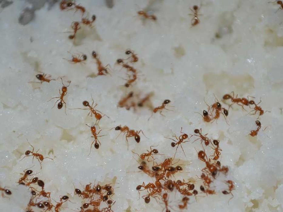 TC3 Pest Free - Tuttle, OK