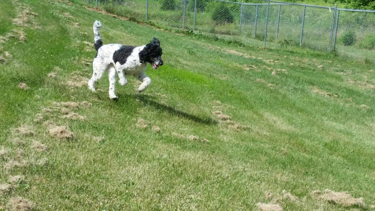 Happy Spot Pet Resort - Georgetown, KY