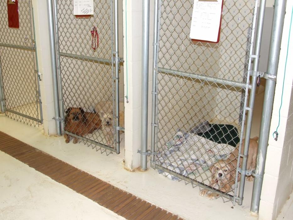 Happy Spot Pet Resort - Georgetown, KY