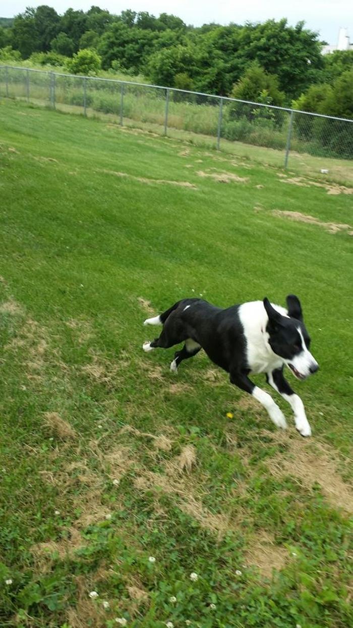 Happy Spot Pet Resort - Georgetown, KY