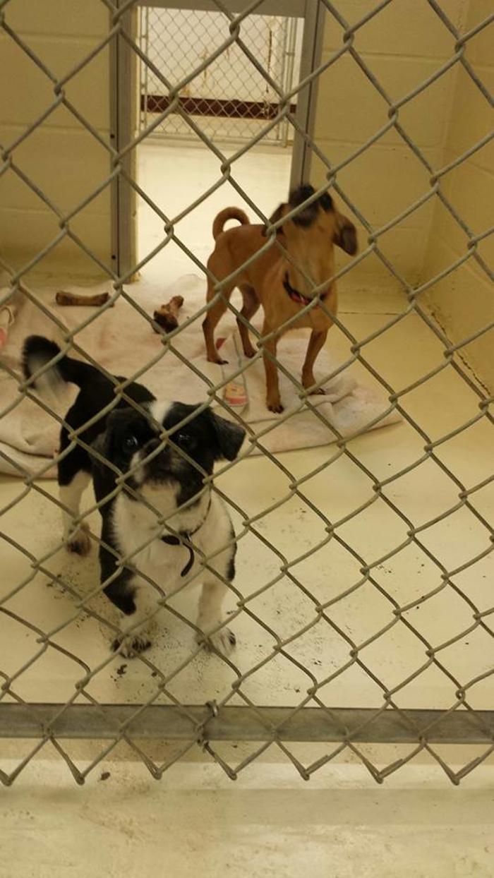 Happy Spot Pet Resort - Georgetown, KY