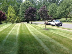 Image 10 | Green Zebra Landscaping