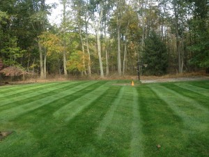 Image 8 | Green Zebra Landscaping