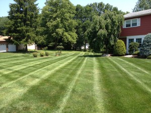 Image 9 | Green Zebra Landscaping