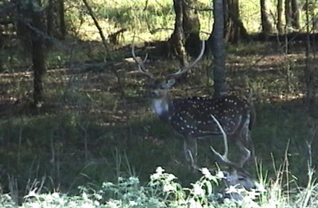 Elkmeadow Game Ranch & Pavilion - De Kalb, TX