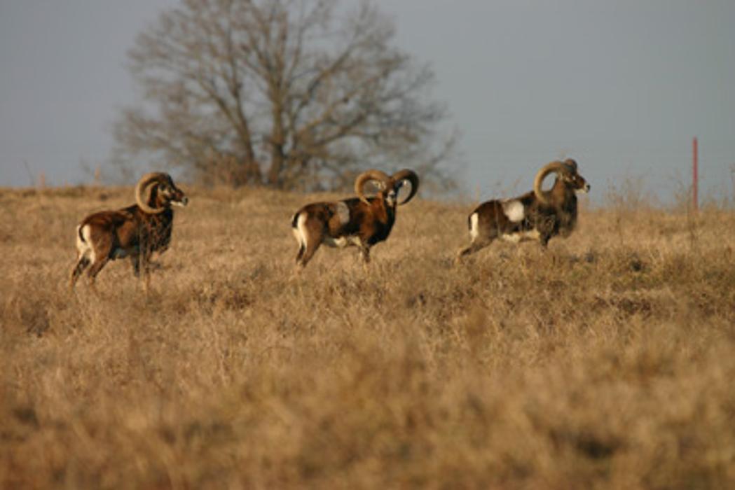 Elkmeadow Game Ranch & Pavilion - De Kalb, TX