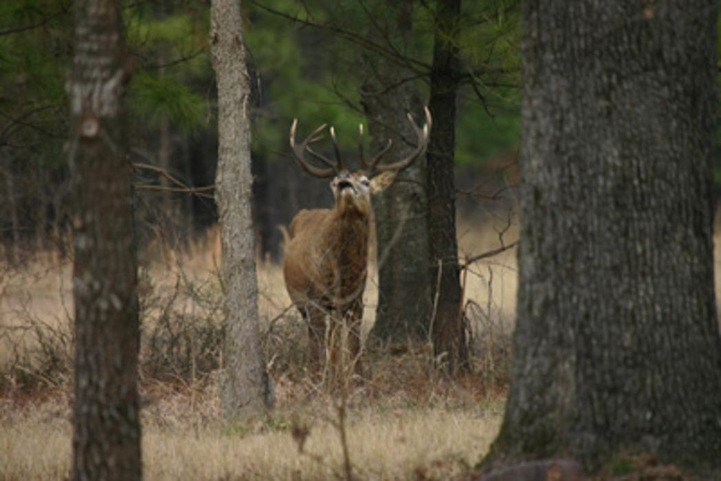 Elkmeadow Game Ranch & Pavilion - De Kalb, TX