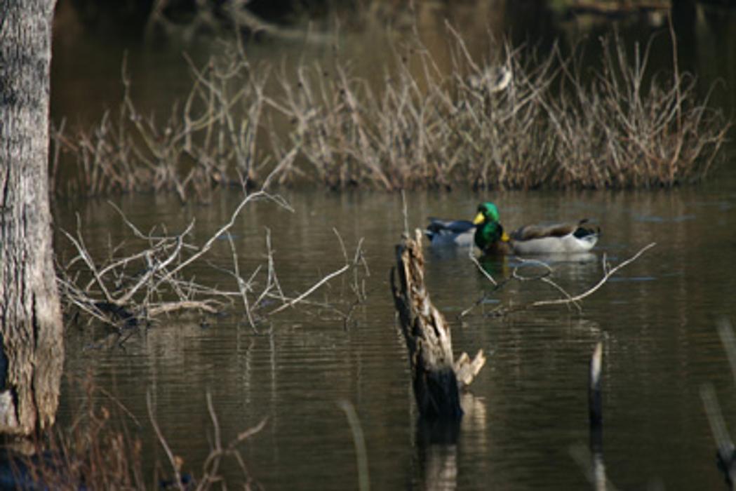 Elkmeadow Game Ranch & Pavilion - De Kalb, TX