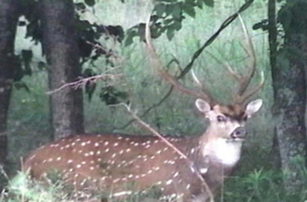 Elkmeadow Game Ranch & Pavilion - De Kalb, TX