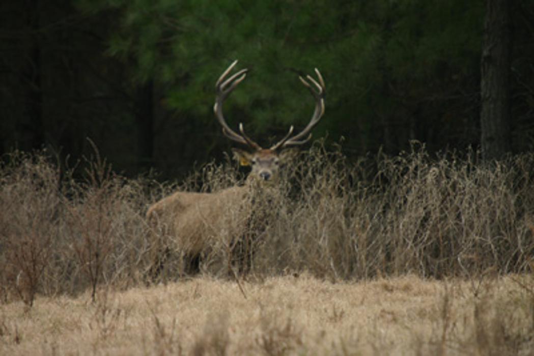 Elkmeadow Game Ranch & Pavilion - De Kalb, TX