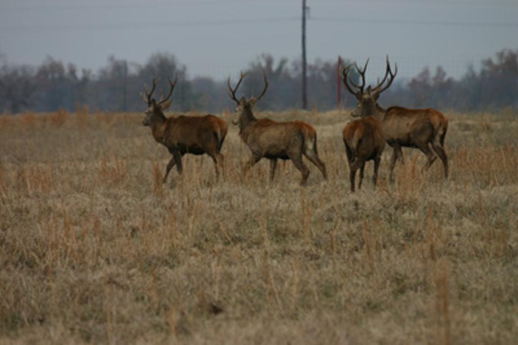 Elkmeadow Game Ranch & Pavilion - De Kalb, TX