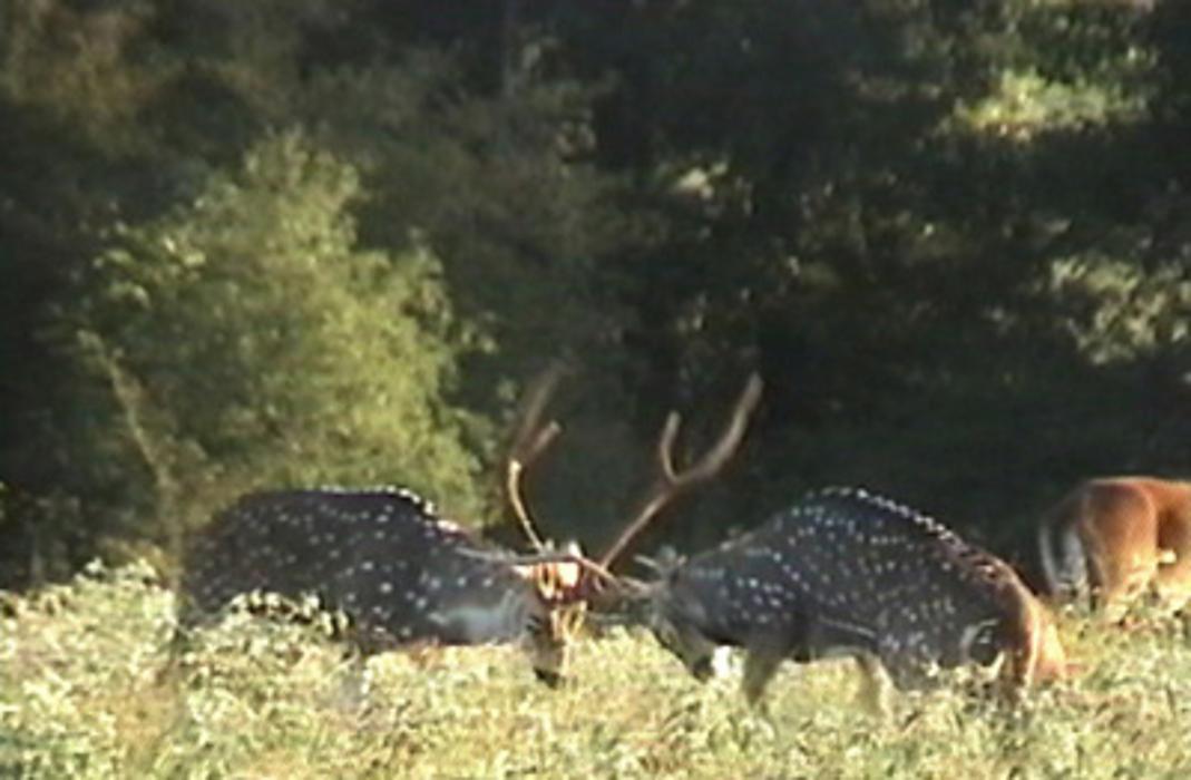 Elkmeadow Game Ranch & Pavilion - De Kalb, TX