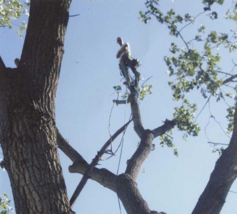 Affordable Tree and Shrub Experts - Colorado Springs, CO