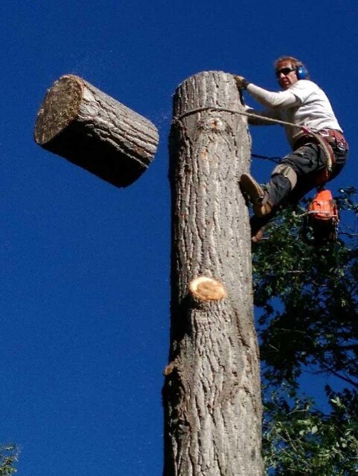 Affordable Tree and Shrub Experts - Colorado Springs, CO