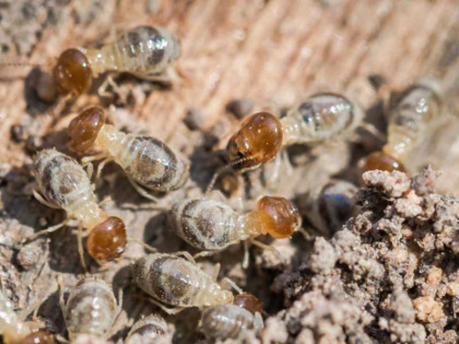 A&R Pest Solutions, LLC - Carroll, OH