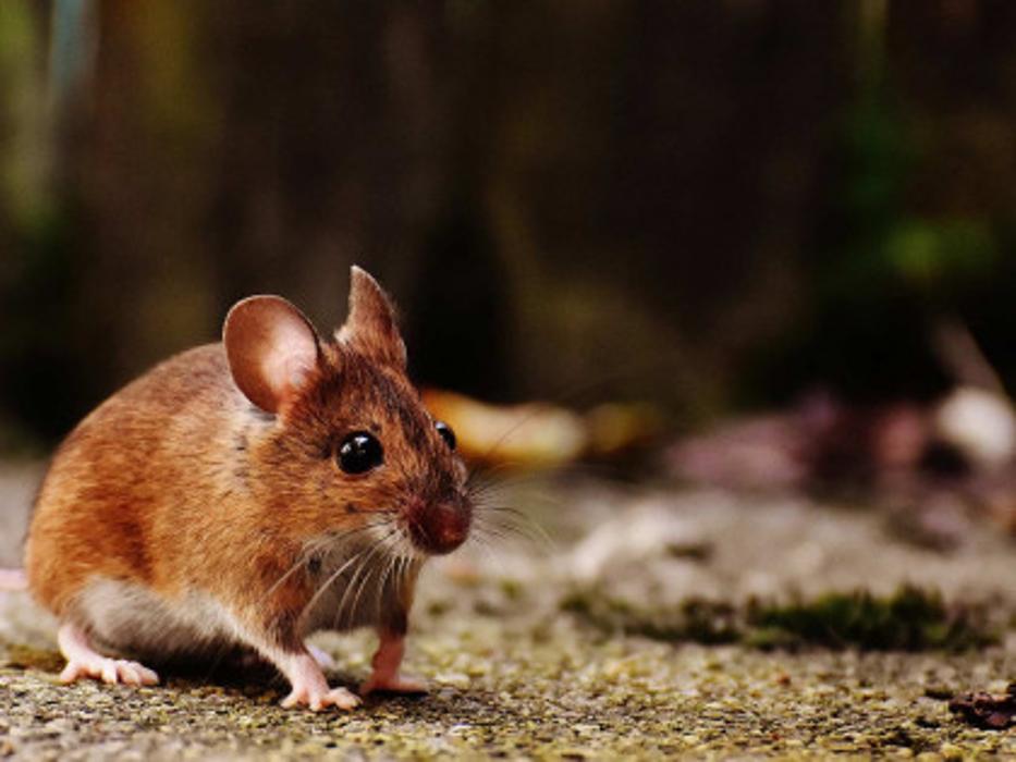A&R Pest Solutions, LLC - Carroll, OH