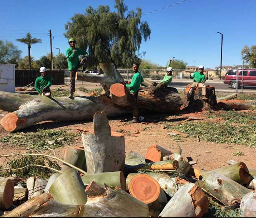 Veteran Family Tree Service - Peoria, AZ