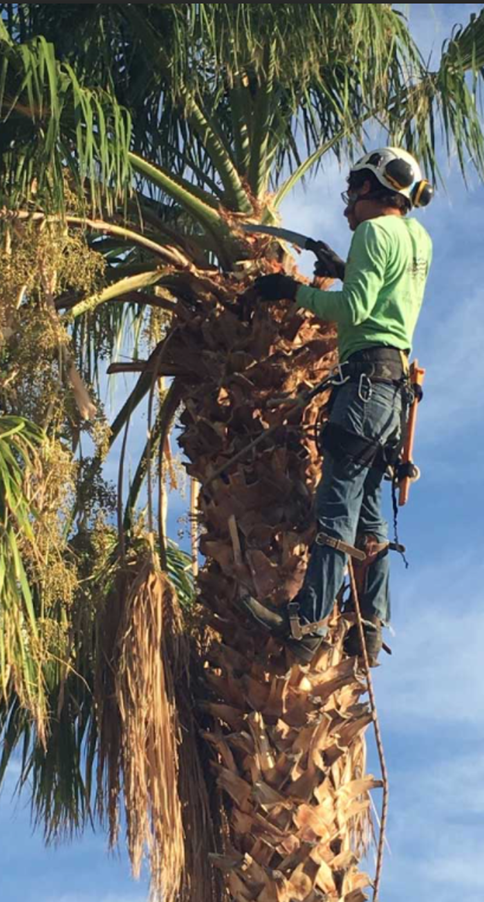Veteran Family Tree Service - Peoria, AZ