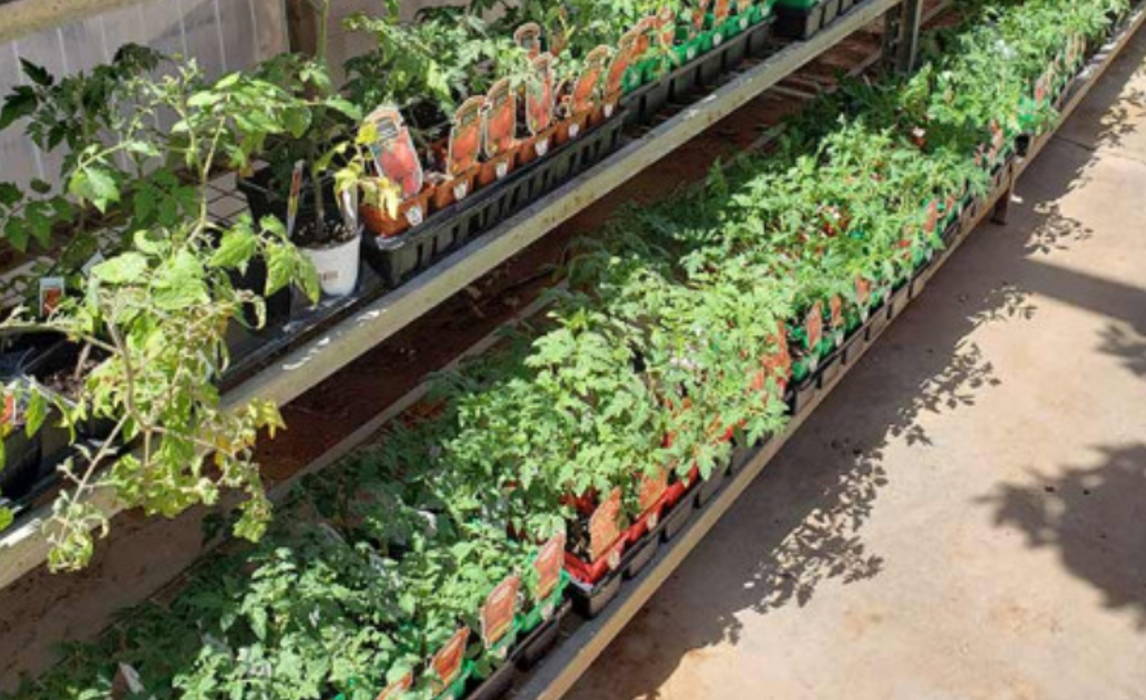 Slide Plant Market - Lubbock, TX