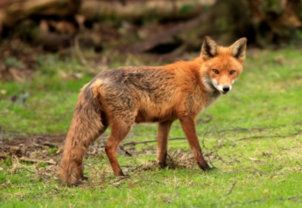 Wallah Wildlife LKN - Kannapolis, NC