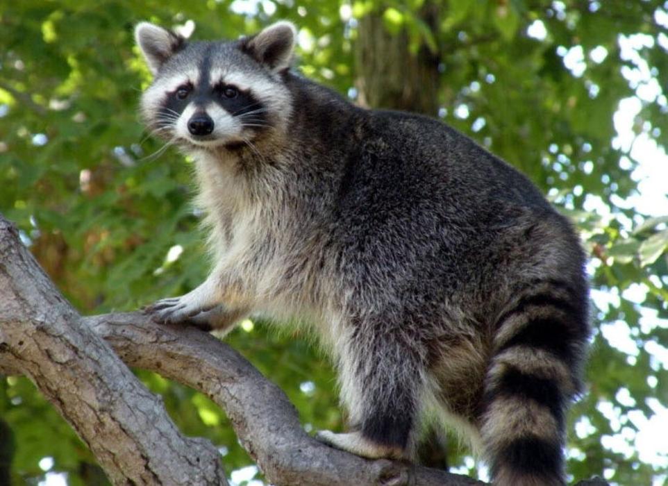 Wallah Wildlife LKN - Kannapolis, NC