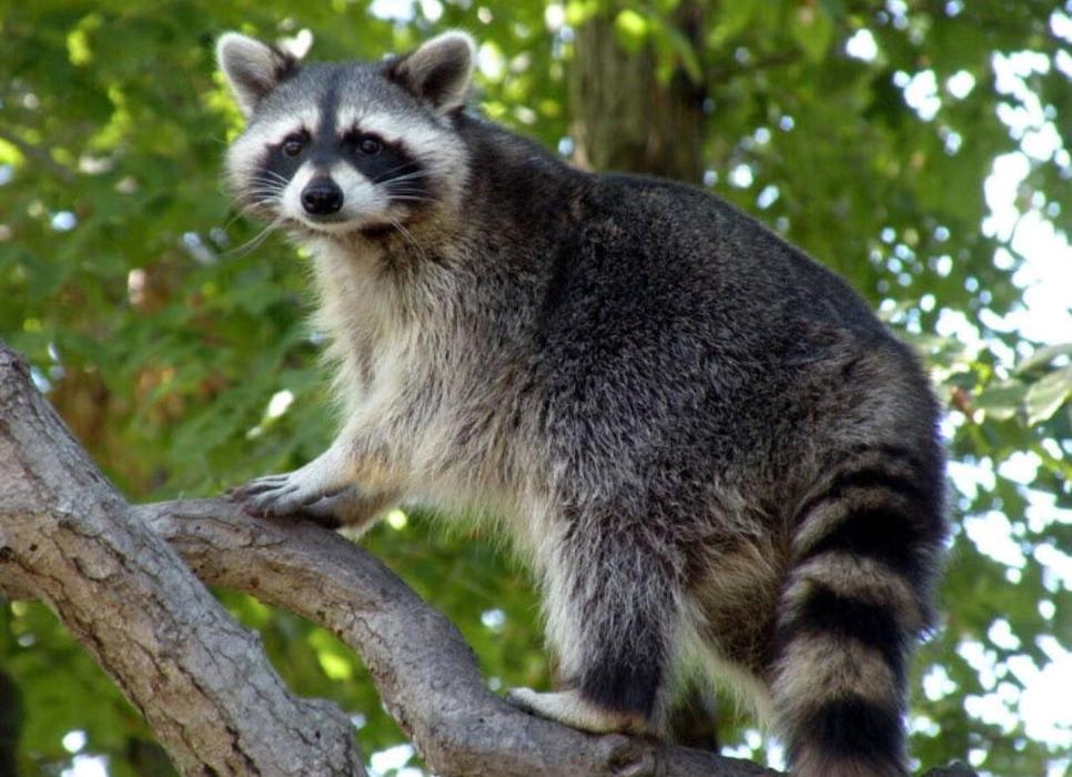 Wallah Wildlife LKN - Kannapolis, NC