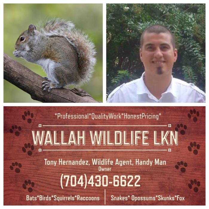 Wallah Wildlife LKN - Kannapolis, NC