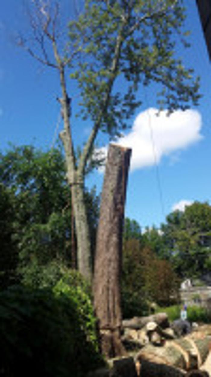 Redwood Tree Company - Bridgeport, CT