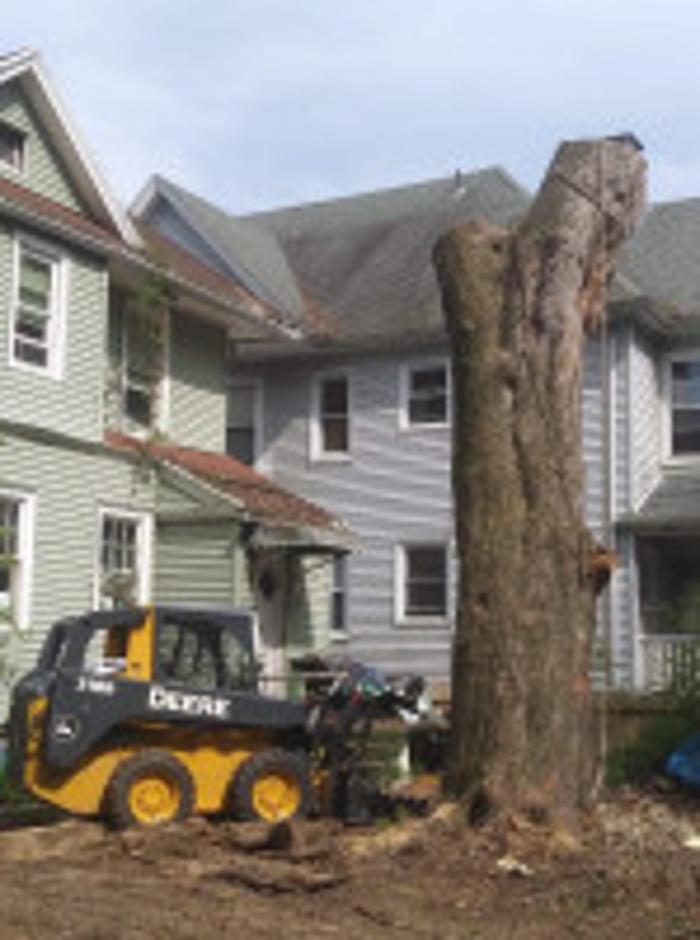 Redwood Tree Company - Bridgeport, CT