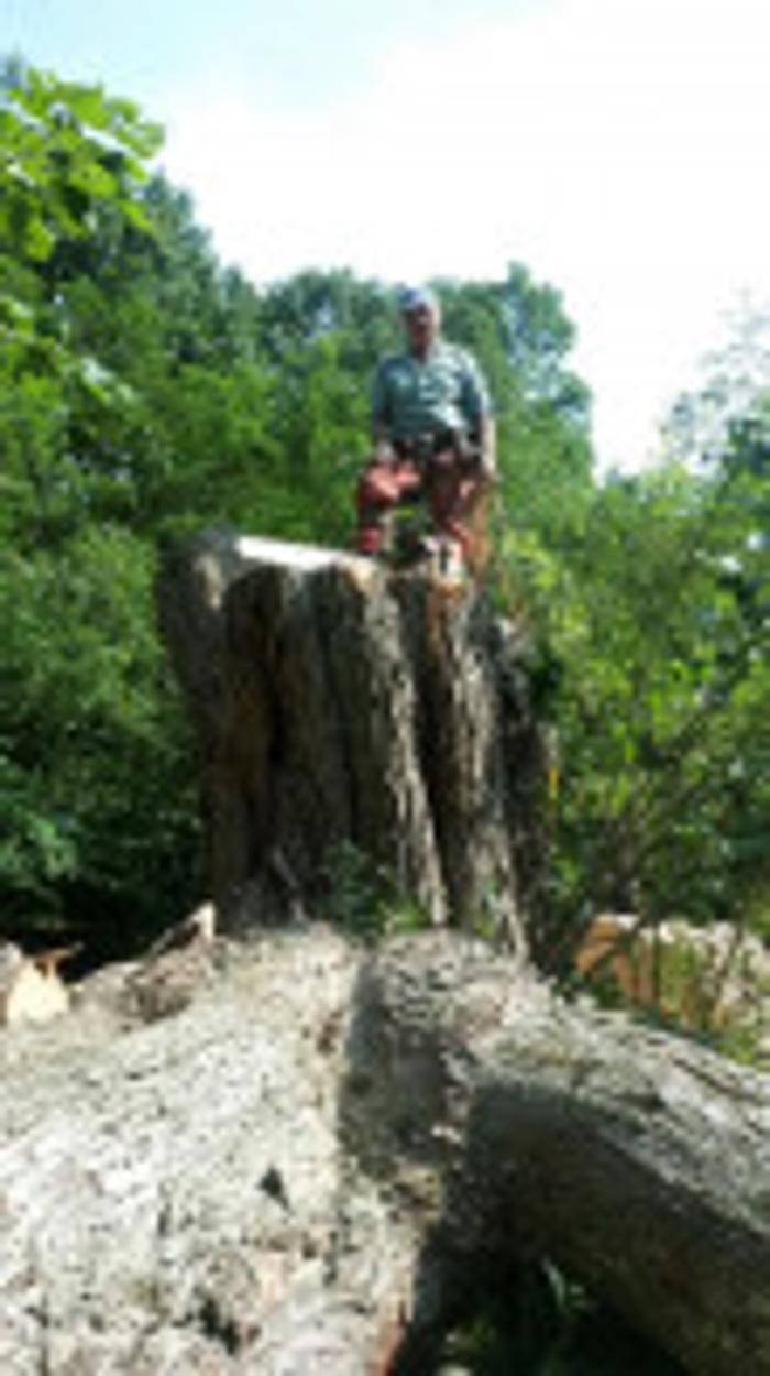 Redwood Tree Company - Bridgeport, CT