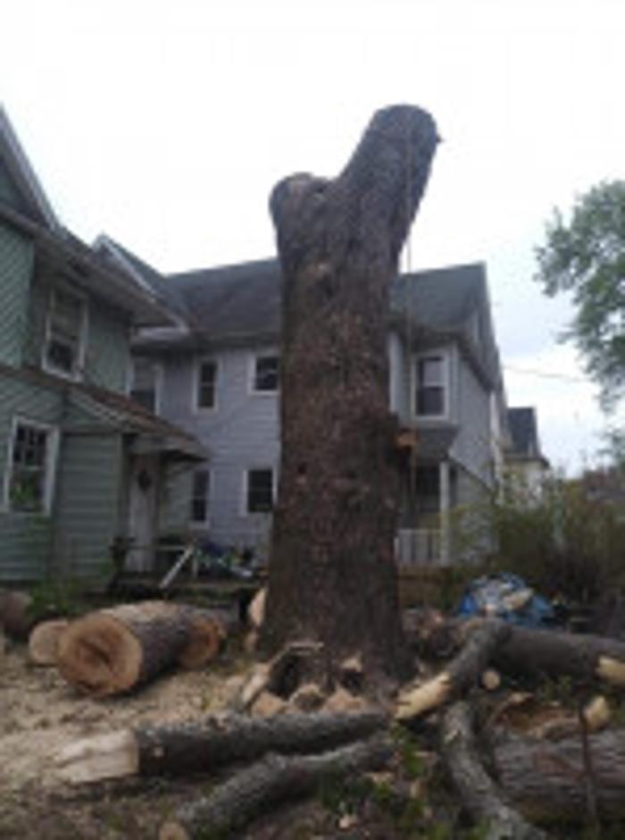 Redwood Tree Company - Bridgeport, CT