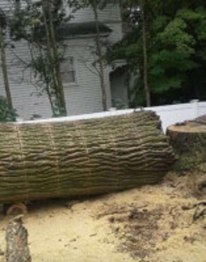 Redwood Tree Company - Bridgeport, CT