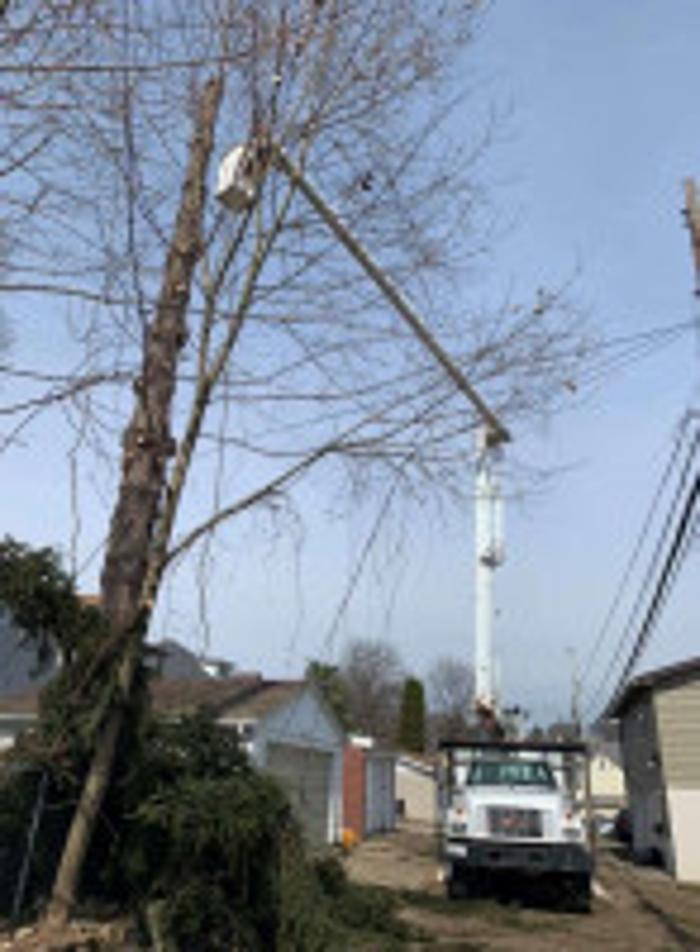 Redwood Tree Company - Bridgeport, CT