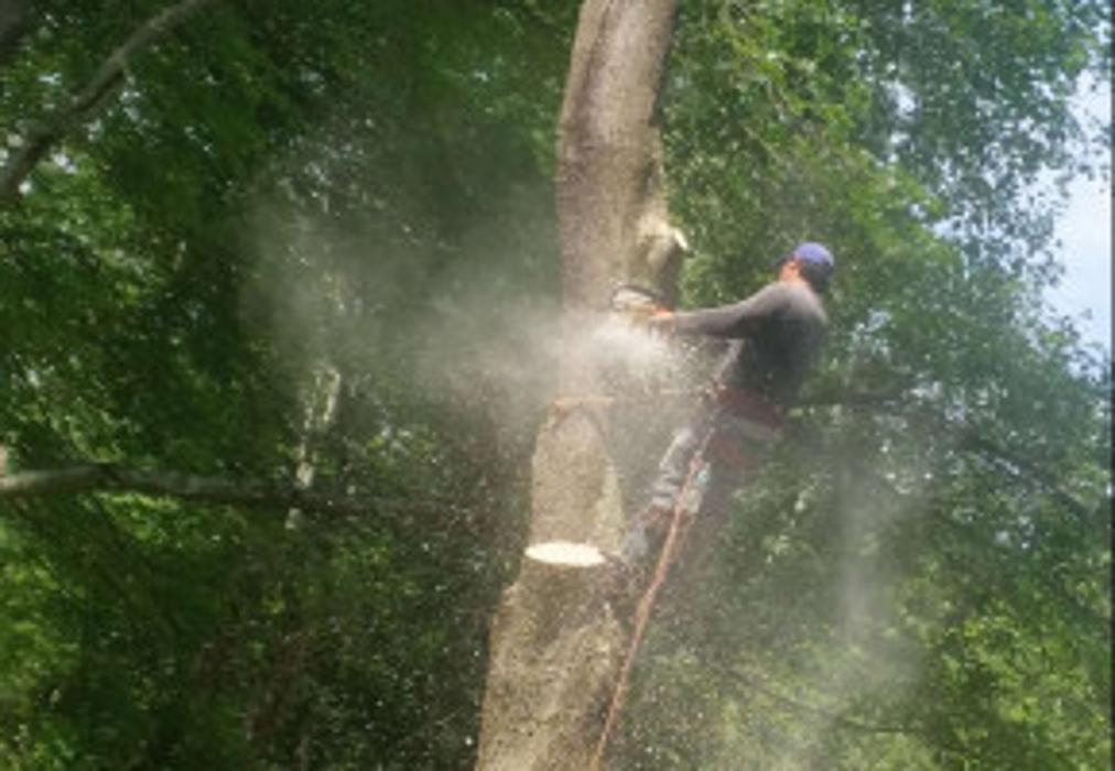 Redwood Tree Company - Bridgeport, CT