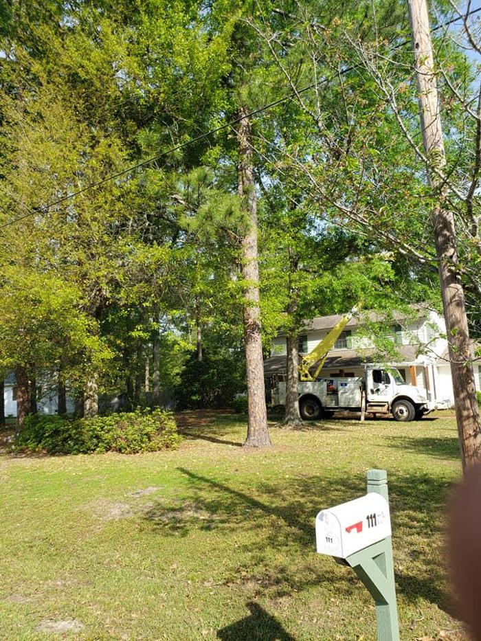 East Georgia Tree Service - Millen, GA