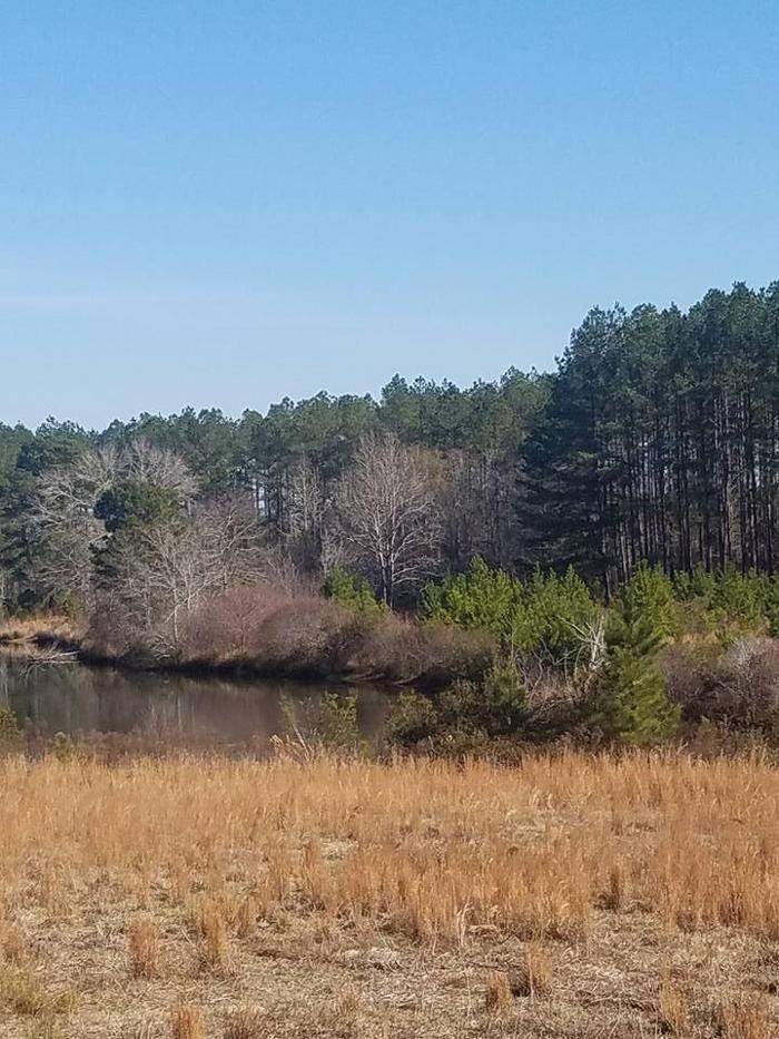 East Georgia Tree Service - Millen, GA