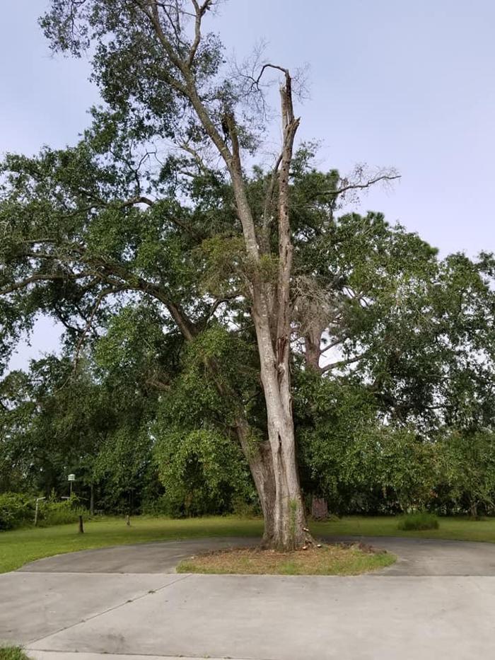 East Georgia Tree Service - Millen, GA