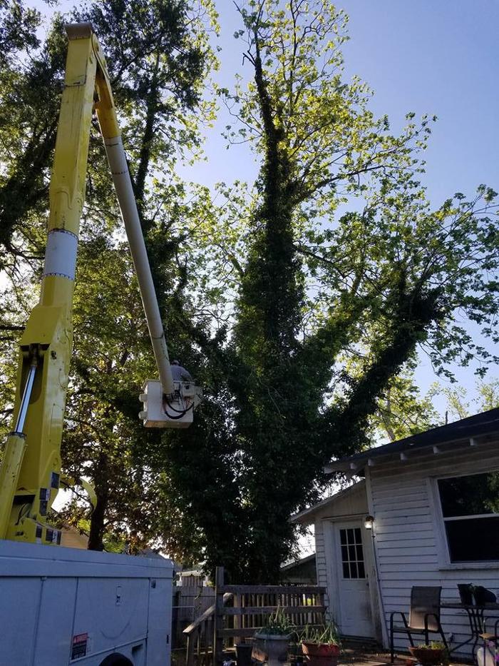 East Georgia Tree Service - Millen, GA