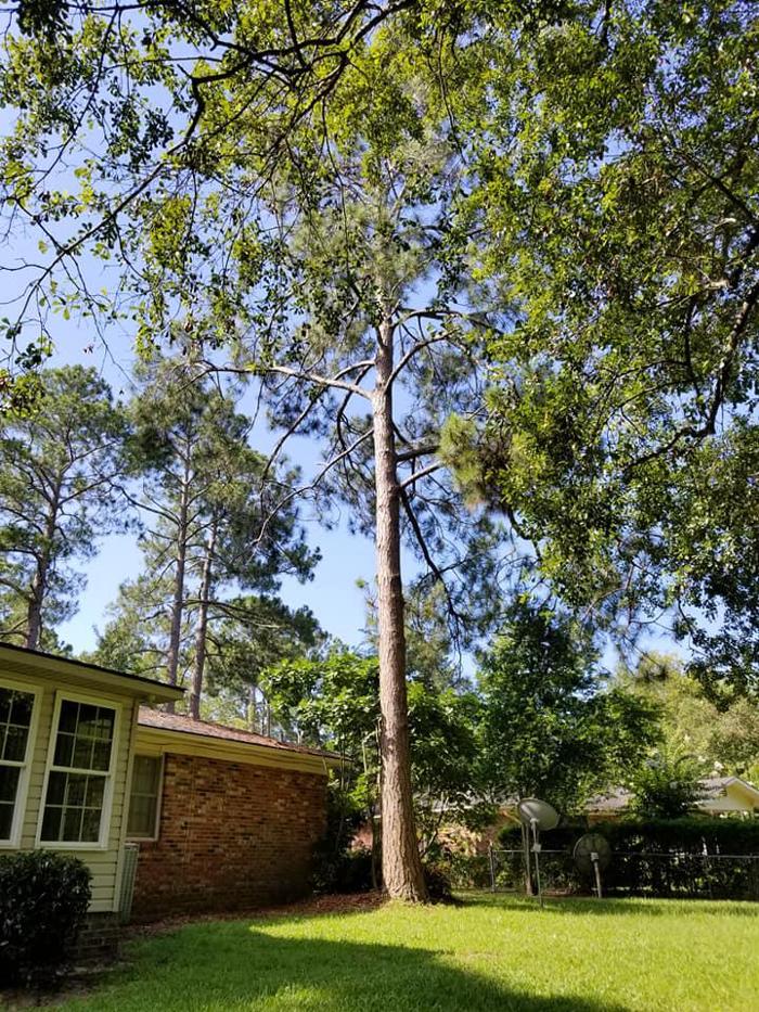 East Georgia Tree Service - Millen, GA