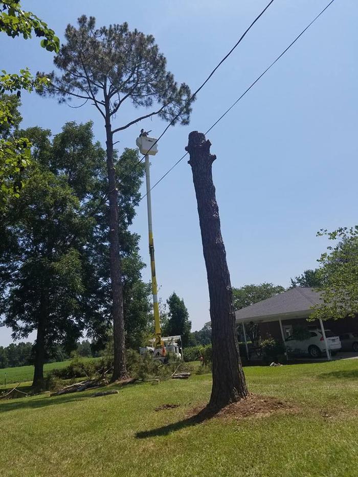 East Georgia Tree Service - Millen, GA