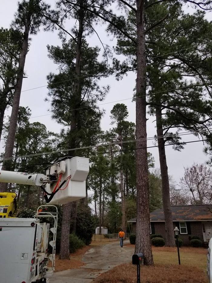 East Georgia Tree Service - Millen, GA