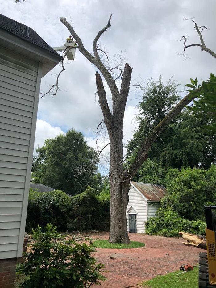 East Georgia Tree Service - Millen, GA